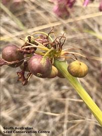   Fruits:   Calostemma purpurea ; Photo by South Australian Seed Conservation Centre, used with permission 
